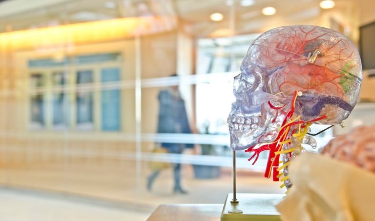 human head and brain science model